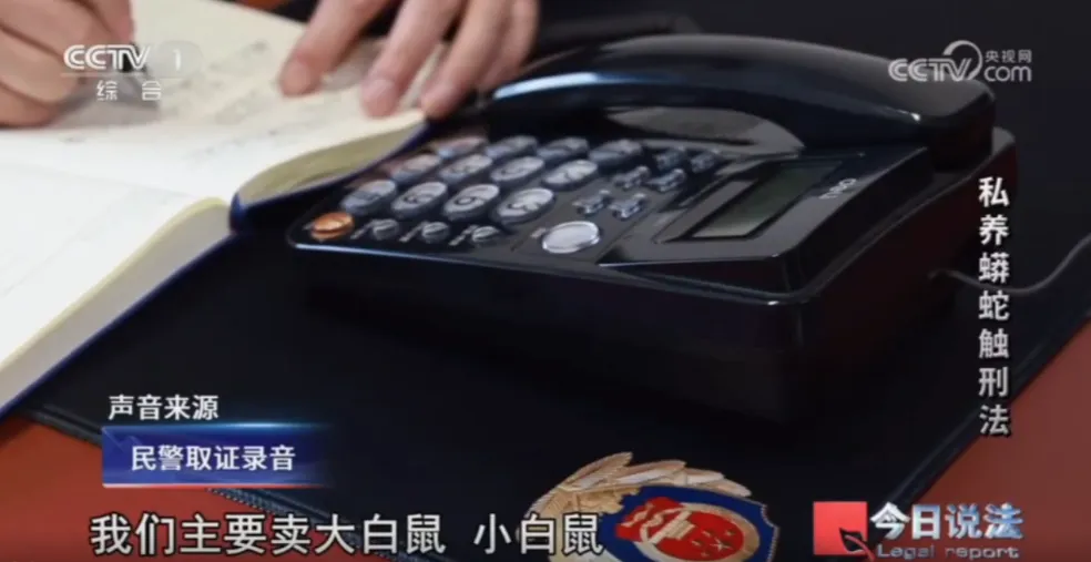 毛骨悚然!男子小区里养300多条蟒蛇 毛骨悚然!男子小区里养300多条蟒蛇