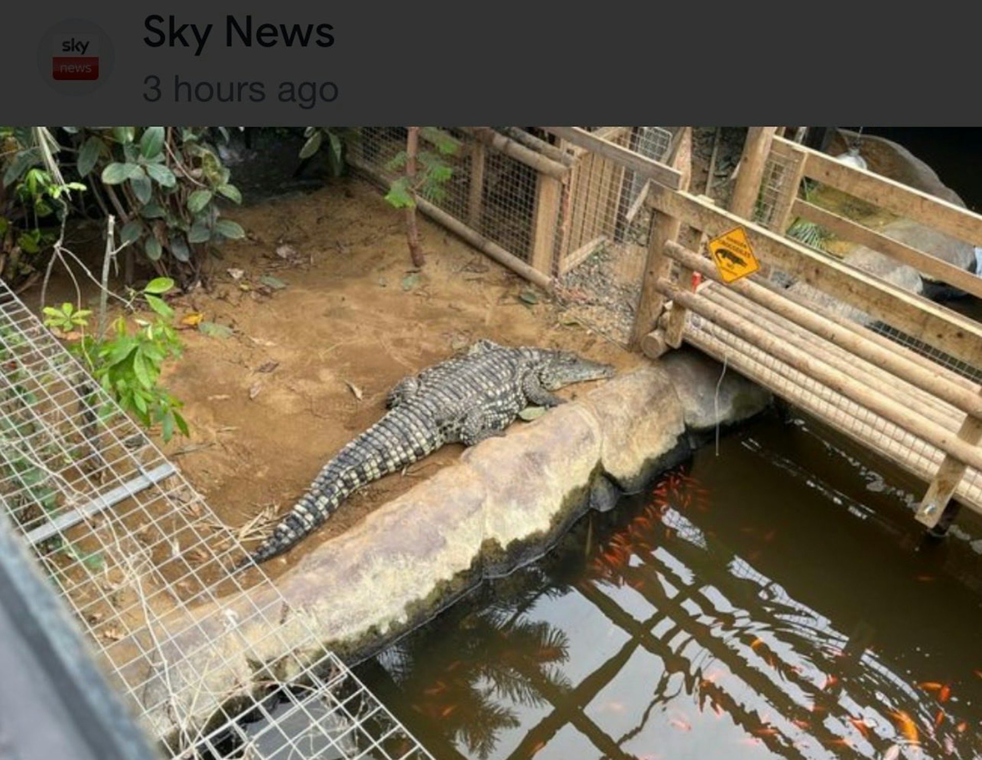 動物園在事發後宣布暫時關閉鱷魚區。(Sky News 截圖)