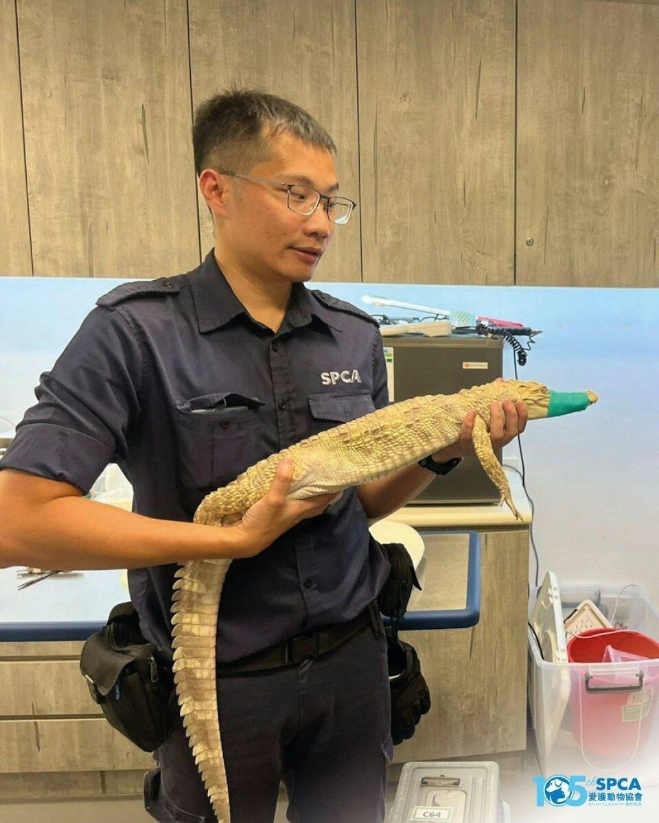 香港民宅阳台惊现鳄鱼,遭爱护动物协会专家捕获。(香港爱协网站) 香港民宅阳台惊现鳄鱼,遭爱护动物协会专家捕获。(香港爱协网站)