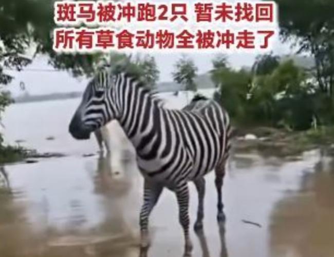 3巨狮惨被活活淹死  惊悚画面曝光
