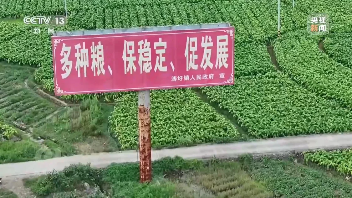 种23万亩水稻上报38万亩 当地官员：只要没抛荒....