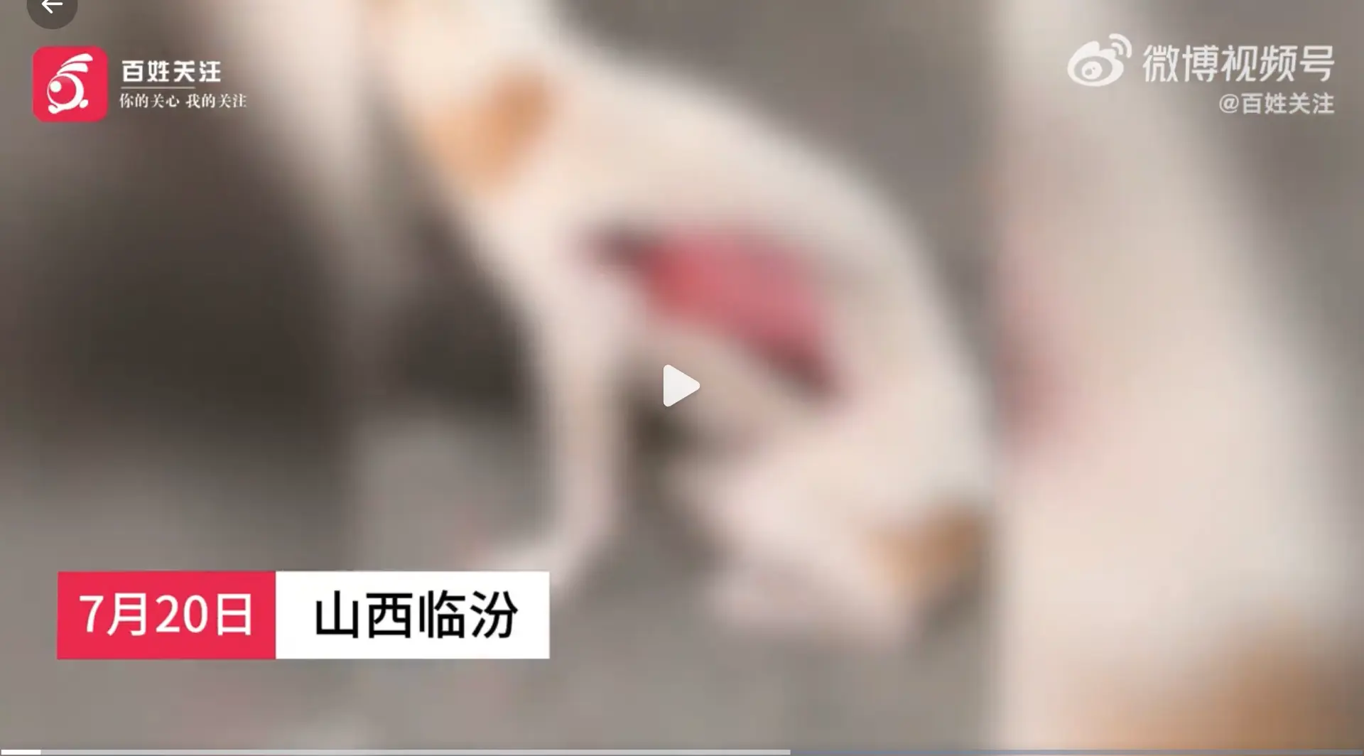 山西发生两起人为剥皮虐狗事件 舆论炸锅 山西发生两起人为剥皮虐狗事件 舆论炸锅