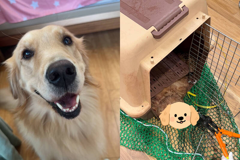 黃金獵犬「Bubble」搭機期間喪命,飼主痛心呼籲大韓航空公布真相。(本報合成,擷取自@jenn_jwww/Threads)