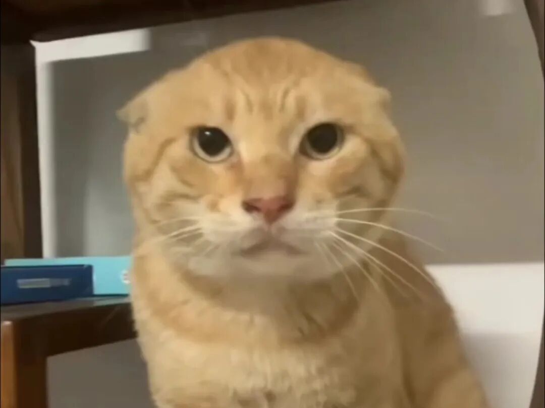 这只橘黄色小猫被称为“圆头耄耋”，“圆头”是指它的攻击姿态，“耄耋”则谐音“猫爹”，橘黄色小猫应激反应的状态被制作成大量表情包玩梗